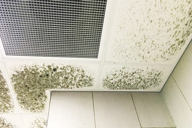 Mould On Ceiling Tiles